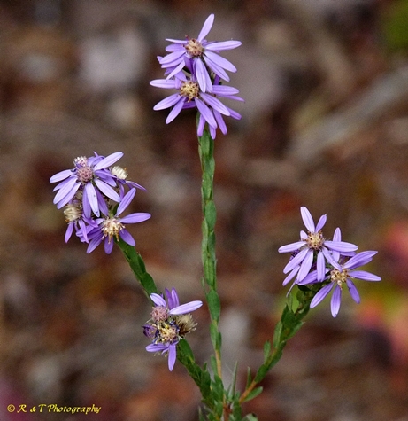 {RSymphyotrichum concolor}